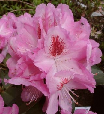 Różanecznik (Rhododendron) Furnivall